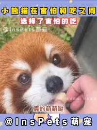 小熊猫：本猫虽然害怕，但还是要先吃吃吃