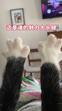 小猫咪：本喵的大长腿谁看了不迷糊？ 