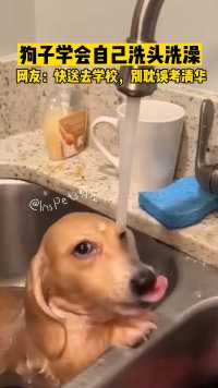 狗子学会自己洗头洗澡了，网友：快送去学校，别耽误考清华 
