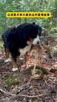 山伯恩犬和小鹿的山村爱情故事 ，青梅竹马 两小无猜的玩伴