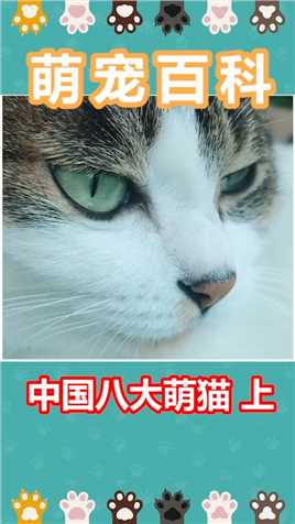 这些中国猫咪，你养过吗萌宠出道计划宠物百科萌宠知识