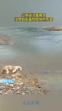 小狗进河里喝水，没想到后面危险悄然而至