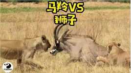 两头狮子竟然没打过一只马羚#野生动物零距离 #动物世界的战斗