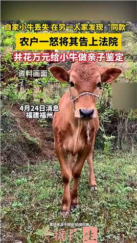 自家小牛丢失 在另一人家发现“同款”，农户一怒将其告上法院，并花万元给小牛做亲子鉴定.
