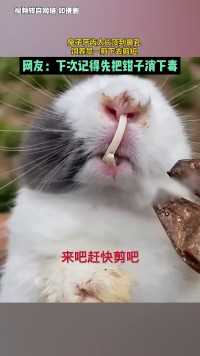 兔子牙齿太长顶到鼻孔，饲养员一剪下去剪短.