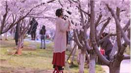 被艾特看樱花的小美女 要天天开心 永远没有烦恼哦.#烟台龙湖樱花节