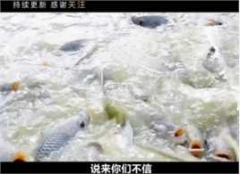 罗非鱼为何遍布广东各大河流水沟，探访罗非鱼养殖基地