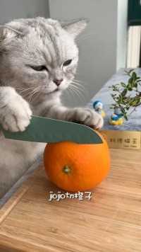 猫王做的橙子小熊，隔壁小盆友都馋哭了，快