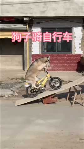 狗子居然会骑自行车而且还骑得这么好,真是太厉害了