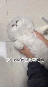 有人问我养猫会腻吗？我笑了，怎么可能会腻 每天都像刚捡回来一样😂