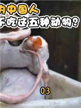 什么都敢吃的中国人，唯独不吃这五种动物？难道是不好吃吗？#猫#燕子#金鱼#动物