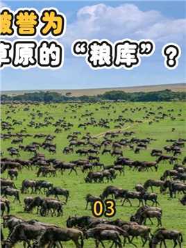 角马为何被誉为非洲草原的“粮库”？与它的社交和繁殖方式有关？#角马#野生动物#鬣狗