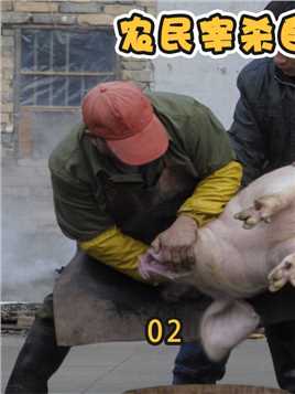 农民宰杀自家猪，被处罚44万元？这样真的合理吗？#猪肉#黑猪肉#食品安全#杀猪#屠宰场