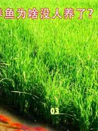 年入600万的“致富经”，曾经很火的稻田养鱼，为何销声匿迹了？#稻田养鱼#稻香鱼