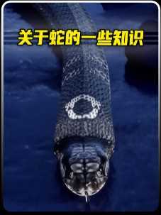 一些关于蛇的小知识#科普科普 #眼镜王蛇 