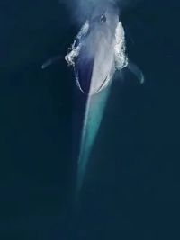 蓝色海洋巨无霸蓝鲸，已知最大海洋哺乳动物。#爱护大自然爱护动物 #奇妙的海洋生物 #野生动物零距离 #世界不能没有干净的海洋