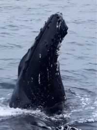 海洋座头鲸与人类亲密互动#爱护大自然爱护动物 #野生动物零距离 #一起看看海底世界 #世界不能没有干净的海洋 #深海巨物