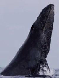 海洋座头鲸跃出海面震撼瞬间#爱护大自然爱护动物 #野生动物零距离 #一起看看海底世界 #奇妙的海洋生物 #世界不能没有干净的海洋