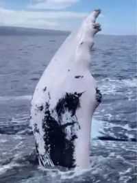 座头鲸挥着大翅膀跟人类打招呼#野生动物零距离 #爱护大自然爱护动物 #座头鲸