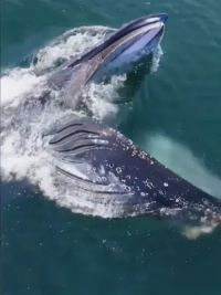 海洋座头鲸饕餮盛宴捕食瞬间。#爱护大自然爱护动物 #一起看看海底世界 #野生动物零距离 #世界不能没有干净的海洋