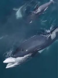 虎鲸群围猎小须鲸 残酷海洋食物链，虎鲸群猎食小须鲸。#爱护大自然爱护动物 #一起看看海底世界 #世界不能没有干净的海洋