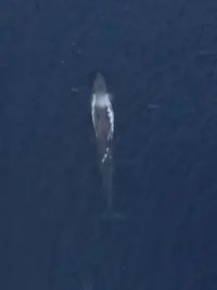 海洋孤寂侏儒蓝鲸出没 侏儒蓝鲸露出海面换气瞬间#我们的海洋世界#侏儒蓝鲸#一起看看海底世界