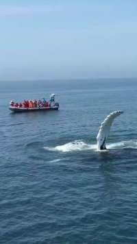 深海座头鲸 拍打海面向人类招手   #我们的海洋世界 #爱护大自然保护野生动物 #座头鲸