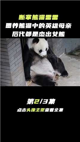 断掌熊猫雷雷，圈养熊猫中的英雄母亲，后代都是杰出女熊！