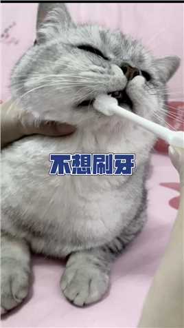 如何让猫咪主动刷牙