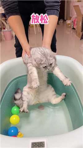 如何让一只不洗澡的猫洗澡？