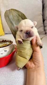 这么可爱的小狗粽子，你一口几个？