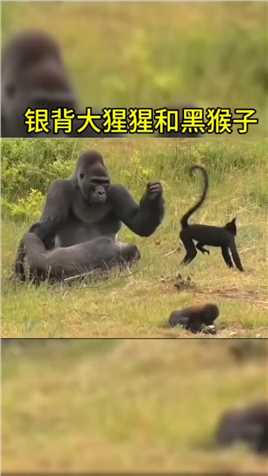 银背大猩猩和黑猴子 #大猩猩 