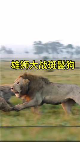 雄狮大战斑鬣狗