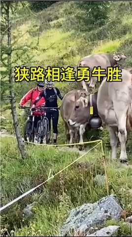 山路上碰到了几头牛 #牛 