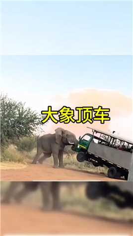 大象顶车 