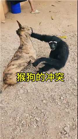 猴狗冲突