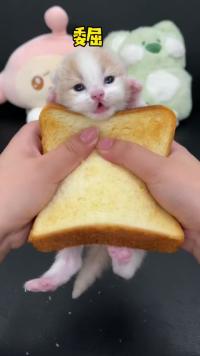 最新款奶猫三明治上线，谁先品尝？