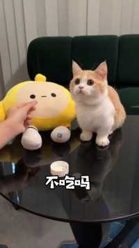 小猫咪不爱吃药怎么办？打一顿就好！