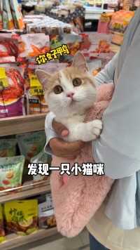 小奶猫：骗纸，我不和你好了！