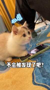 小奶猫：我这么可爱，看一下手机又有什么错？呜呜呜…