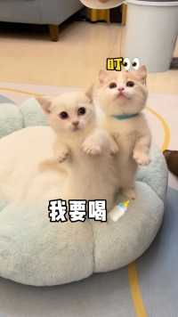 小奶猫：怎么可以抢我的奶瓶呢？哼！