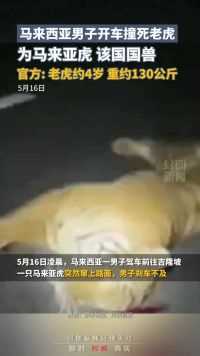马来西亚一男子开车撞死老虎，为马来亚虎，该国国兽，官方：老虎约四岁，重约130公斤