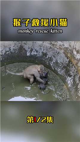 小猫意外掉入枯井，猴子奋力救援（一）！