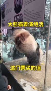 大熊猫表演绝活儿