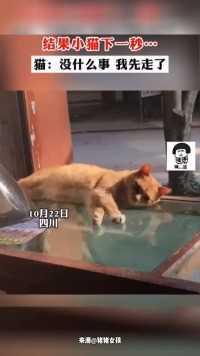 网友想拍猫咪睡觉温馨的画面，结果小猫下一秒…#四川#猫咪#萌