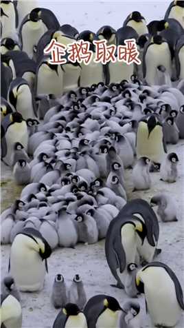 抱团取暖真的能让所有企鹅都不受寒冷的伤害吗？最外层的企鹅难道不会被冻死吗？
