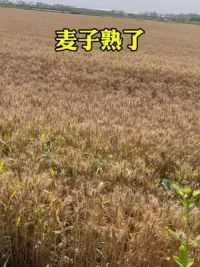 陕西的乡当们，麦熟了，都赶紧回来收麦啦#麦子熟了 #金色麦田 #田间地头走一走