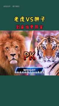 假如老虎和狮子PK谁更厉害！#科普#涨知识#动物世界