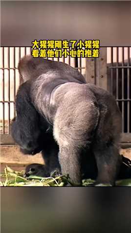 大猩猩刚生了小猩猩，看着他们小心的抱着