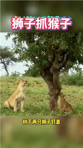 狮子抓猴子。